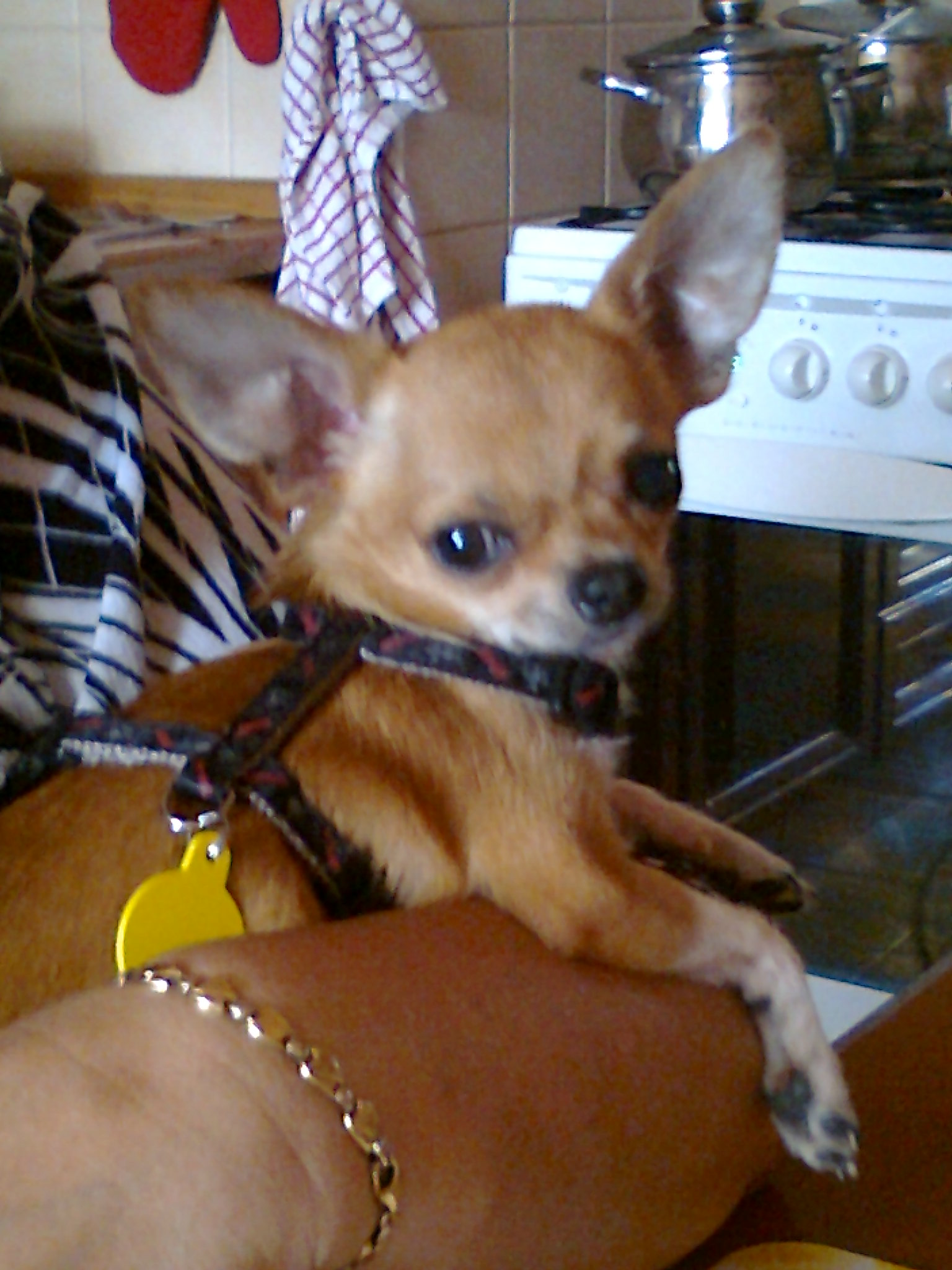 tino _